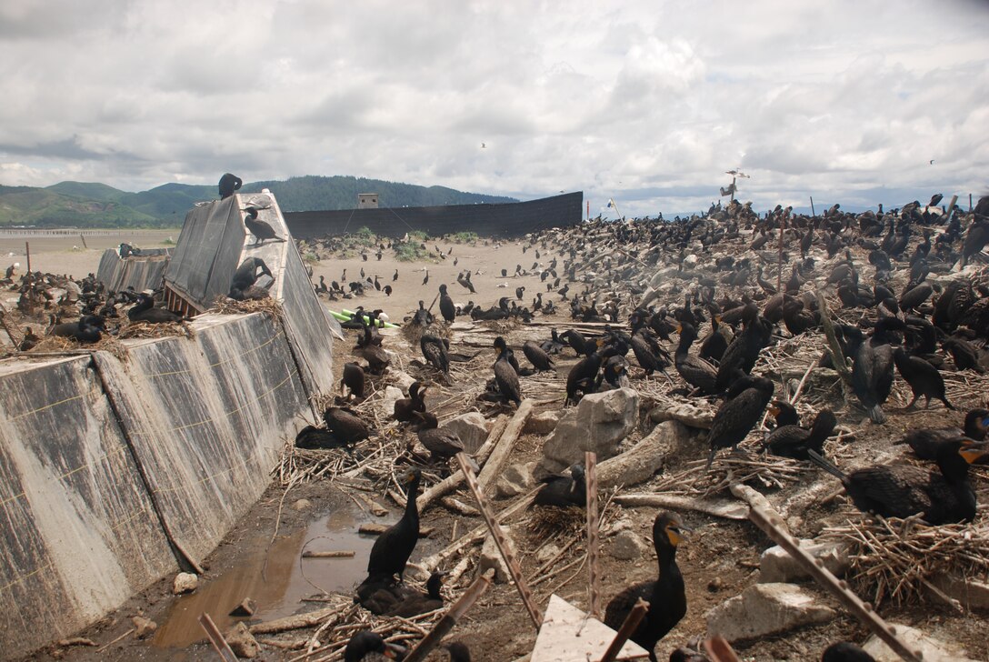 The Corps of Engineers has contracted a study of double-crested cormorant nesting sites on East Sand Island, located north of Astoria on the Washington coast.