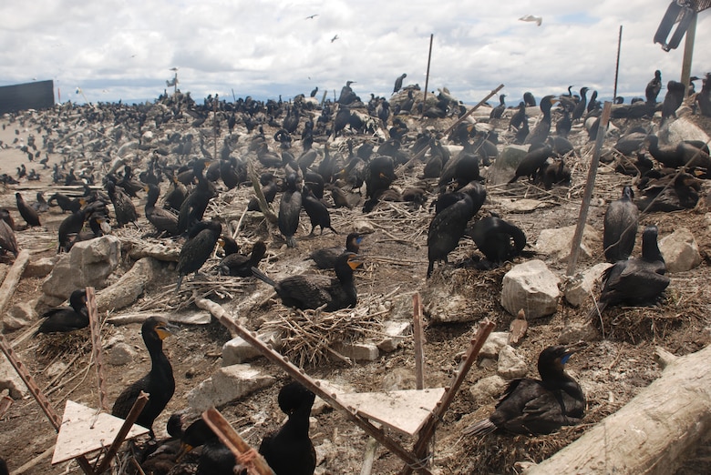 The Corps of Engineers has contracted a study of double-crested cormorant nesting sites on East Sand Island, located north of Astoria on the Washington coast.