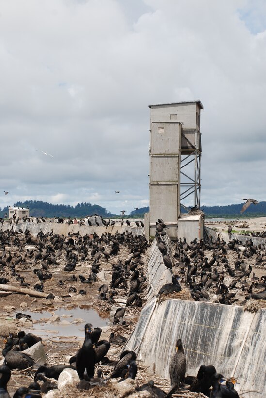 The Corps of Engineers has contracted a study of double-crested cormorant nesting sites on East Sand Island, located north of Astoria on the Washington coast.