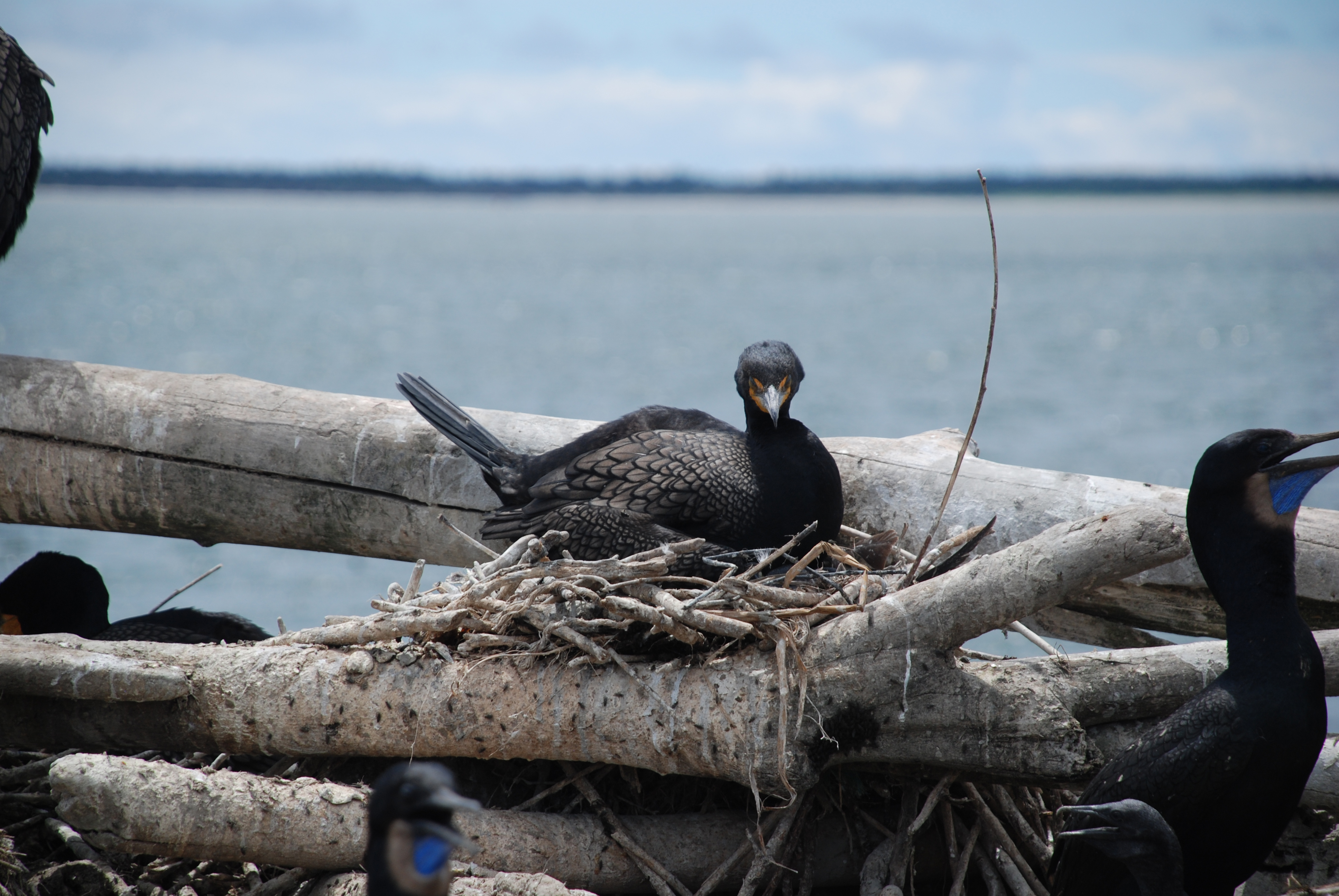 Sand Island cormorant study