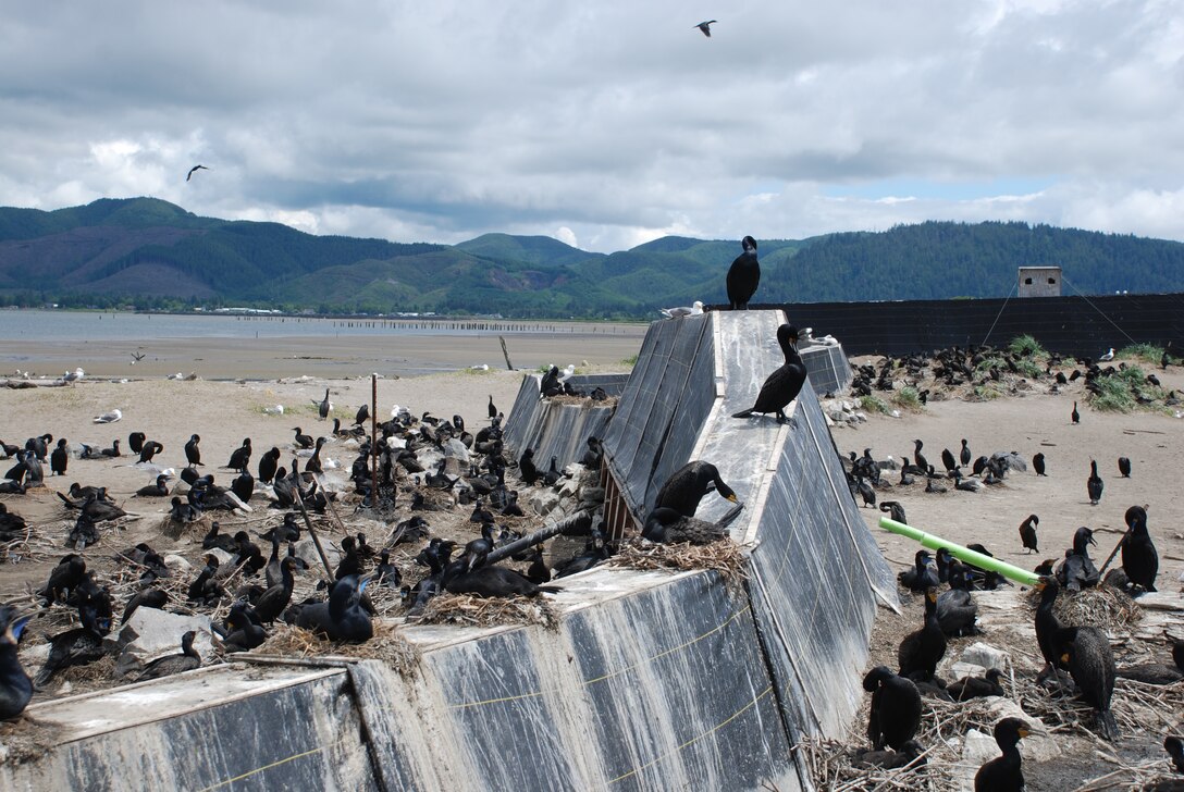 The Corps of Engineers has contracted a study of double-crested cormorant nesting sites on East Sand Island, located north of Astoria on the Washington coast.