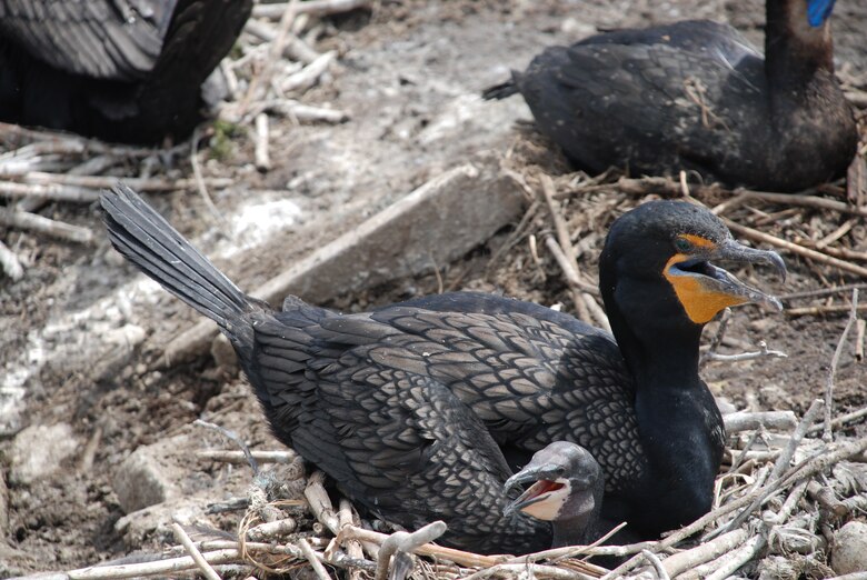 The Corps of Engineers has contracted a study of double-crested cormorant nesting sites on East Sand Island, located north of Astoria on the Washington coast.