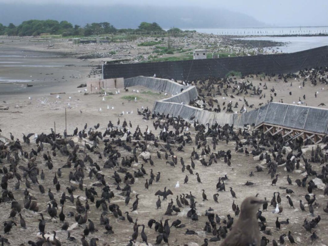 The Corps of Engineers has contracted a study of double-crested cormorant nesting sites on East Sand Island, located north of Astoria on the Washington coast.