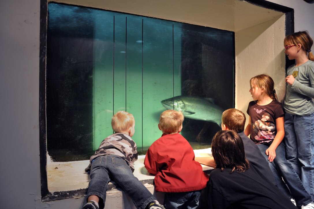 Group watches a fall chinook swim past the north shore fish window at McNary Dam.  