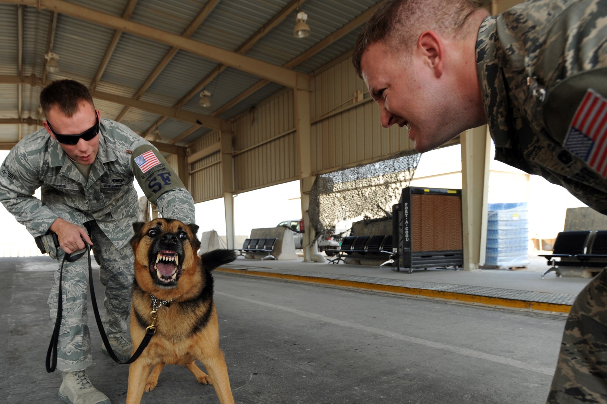 U.S. Air Force Staff Sgt. Jeremy Hayes (left) tries to attack Rex, a military working dog, as his handler Senior Airman Brett Jones restrains him in a controlled aggression exercise, October 1, 2012 in the 379th Air Expeditionary Wing, Southwest Asia. Military working dogs continuously train even in deployed locations. (U.S. Air Force photo/Staff Sgt. Sheila 