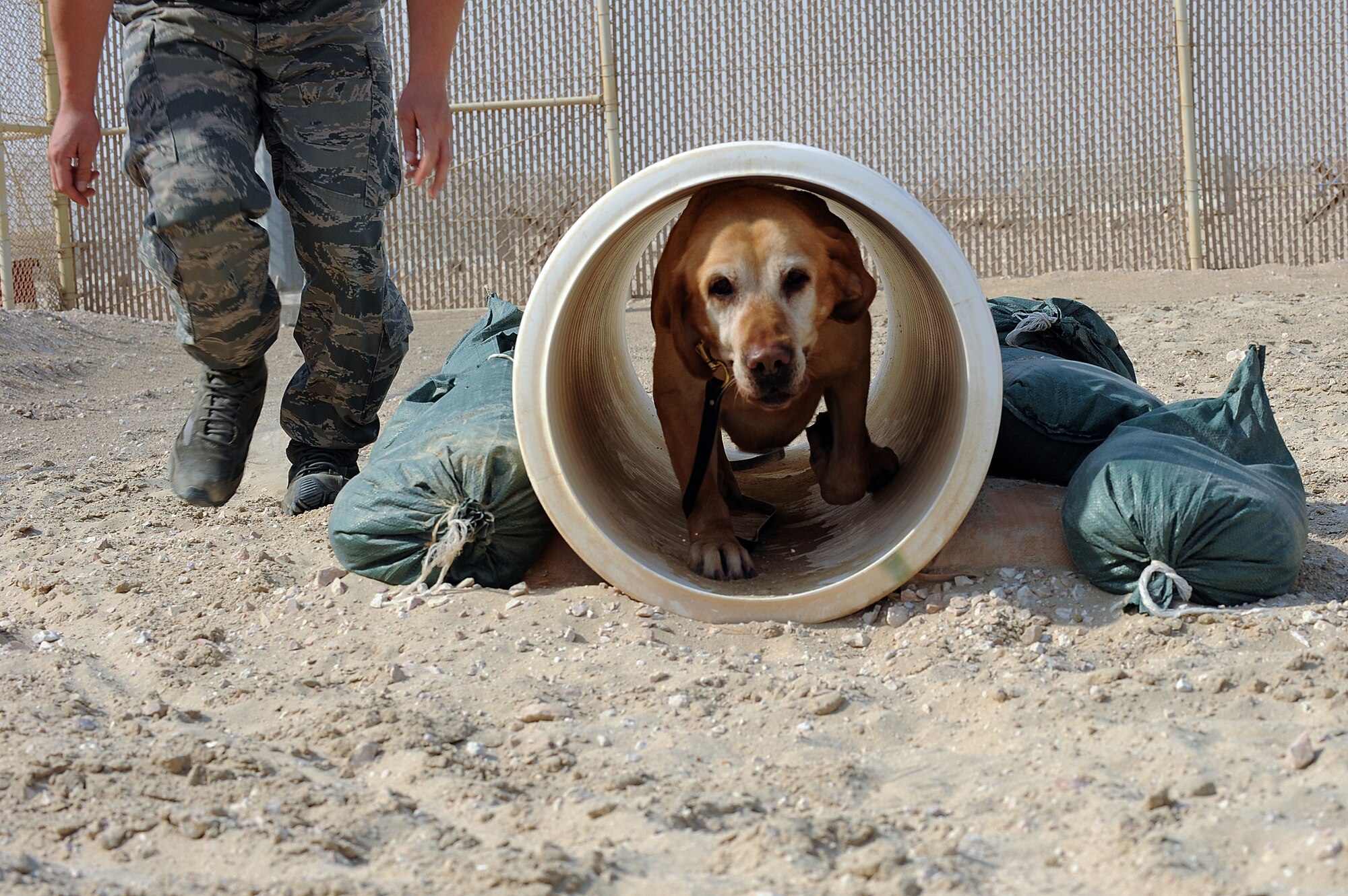 U.S. Air Force military working dog, Guero, runs through a tunnel during the obstacle course exercise in Southwest Asia on October 1, 2012. Guero is an eight year old Labrador assigned to the 11th Security Support Flight, Joint Base Andrews Air Force Base, M.D. (U.S. Air Force photo/Staff Sgt. Sheila deVera)