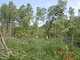 The Mississippi River Project Foresters are shown here near Pool 21 of the Upper Mississippi River.