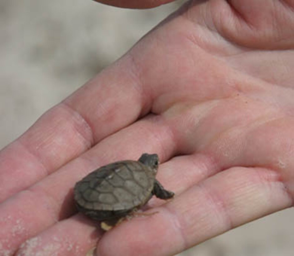 The U.S. Army Corps of Engineers Philadelphia District partnered with the Wetlands Institute to rescue terrapins. 