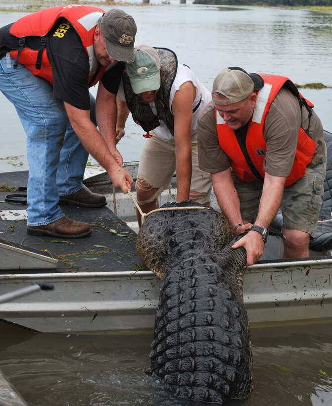 Army Sgt. Sam Boorse, Adny Gray, Natural Resource Specialist, Sam Rayburn Lake and Army Sgt. 1st Class William R. Poe work on getting an alligator into the boat.