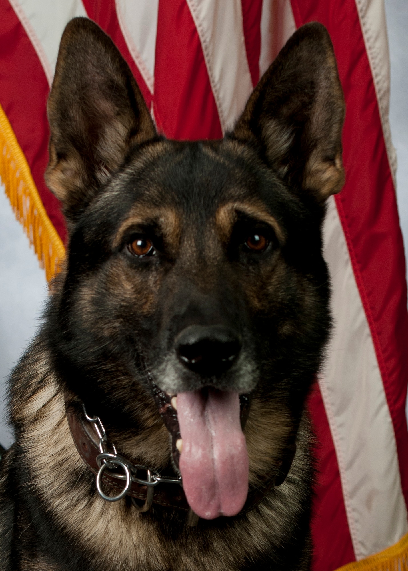 Roky, a five-year-old German Shepherd, military working dog, died after a demonstration at Holloman Air Force Base, N.M., Oct. 2. A memorial service was held at Holloman AFB base chapel Oct. 11. Roky served as a military working dog at Holloman AFB and in deployed locations. While deployed, Roky found more than 10,000 grams of illegal narcotics, conducted a thousand random anti-terrorism measures, and performed 400 hours of foot patrol. (U.S. Air Force photo by Airman 1st Class Daniel E. Liddicoet/Released)