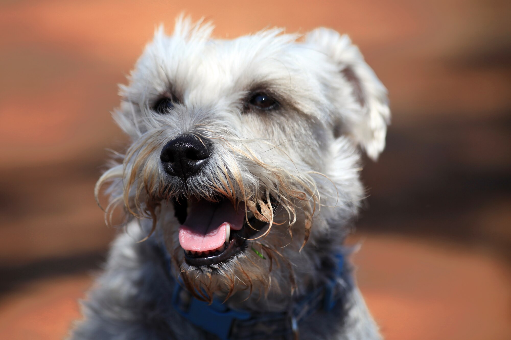 Miniature Schnauzer, Luke, looks happy as he rests from his sprints around the new dog park at Cannon Air Force Base, N.M., Oct. 2, 2012.  The dog park includes two fenced-in areas for large and small dogs to play separately. (U.S. Air Force photo/Senior Airman Jette Carr)