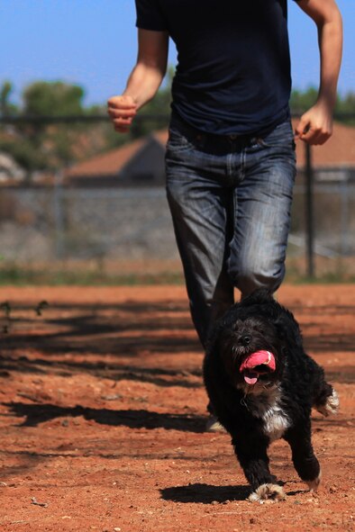 A Schnauzer puppy plays keep-away with an Airman at the new dog park at Cannon Air Force Base, N.M., Oct. 2, 2012.  The dog park includes two fenced-in areas for large and small dogs to play separately. (U.S. Air Force photo/Senior Airman Jette Carr)