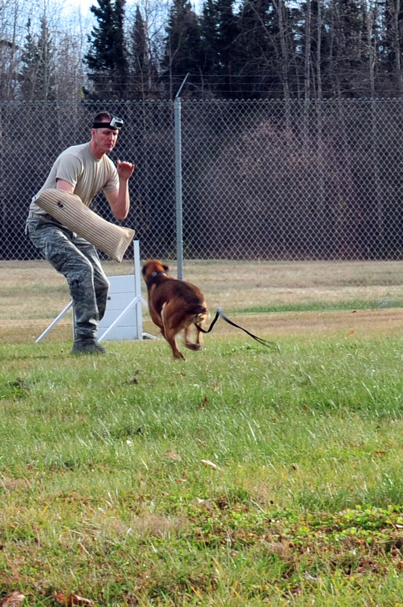 Azza, 354th Security Forces Squadron military working dog, prepares to attack Staff Sgt. Nicholas Drake, 354th SFS MWD handler, as part of a training exercise. Azza is an 8-year-old Belgian Malinois and recently returned from a deployment to Afghanistan. (U.S. Air Force photo/Airman 1st Class Zachary Perras)