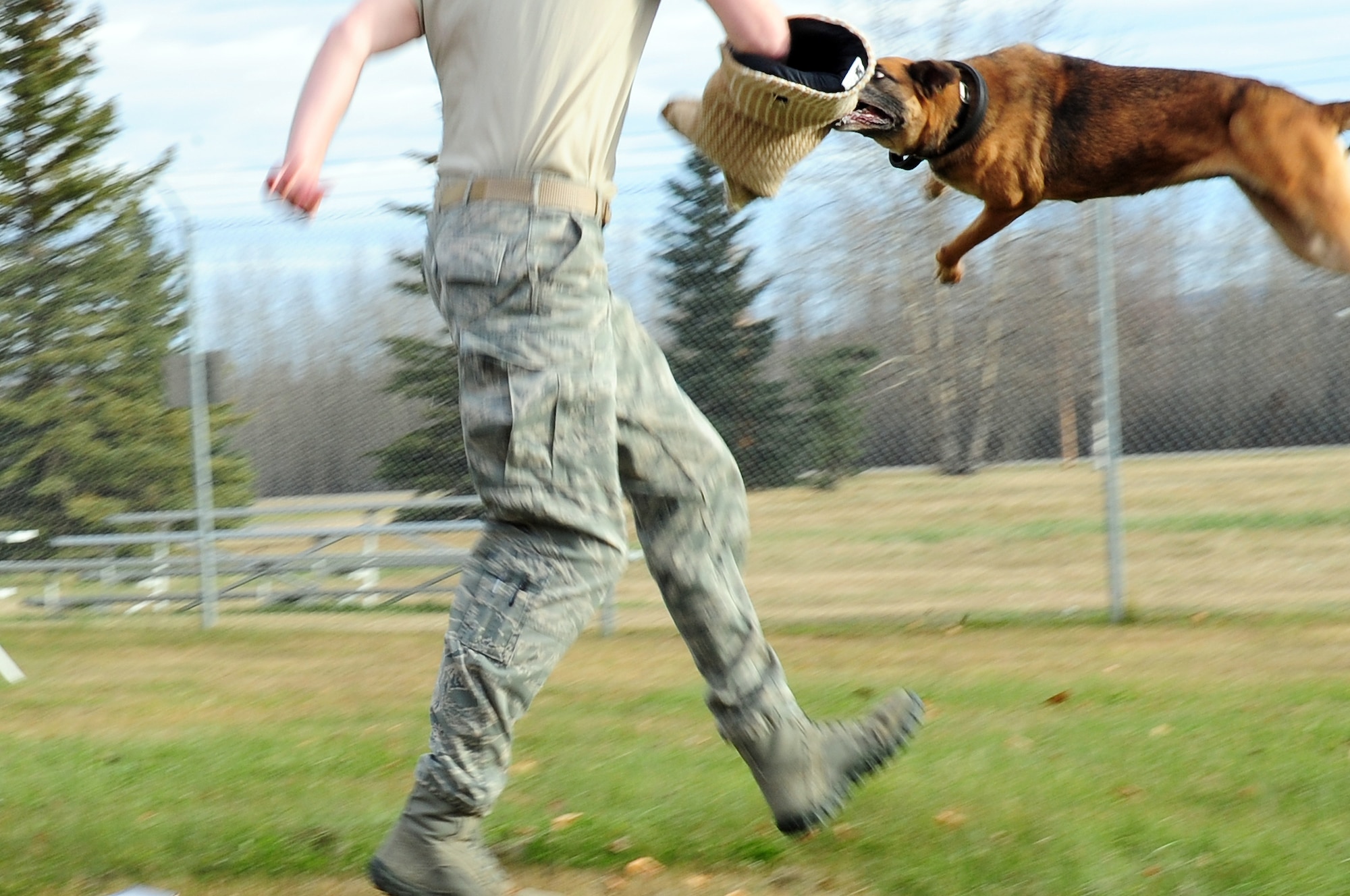 Azza, an 8-year-old Belgian Malinois, attacks a military working dog handler wearing a protective sleeve as part of a training exercise Oct. 4, 2012, Eielson Air Force Base, Alaska. Azza is assigned to the 354th Security Forces Squadron. (U.S. Air Force photo/Airman 1st Class Zachary Perras)