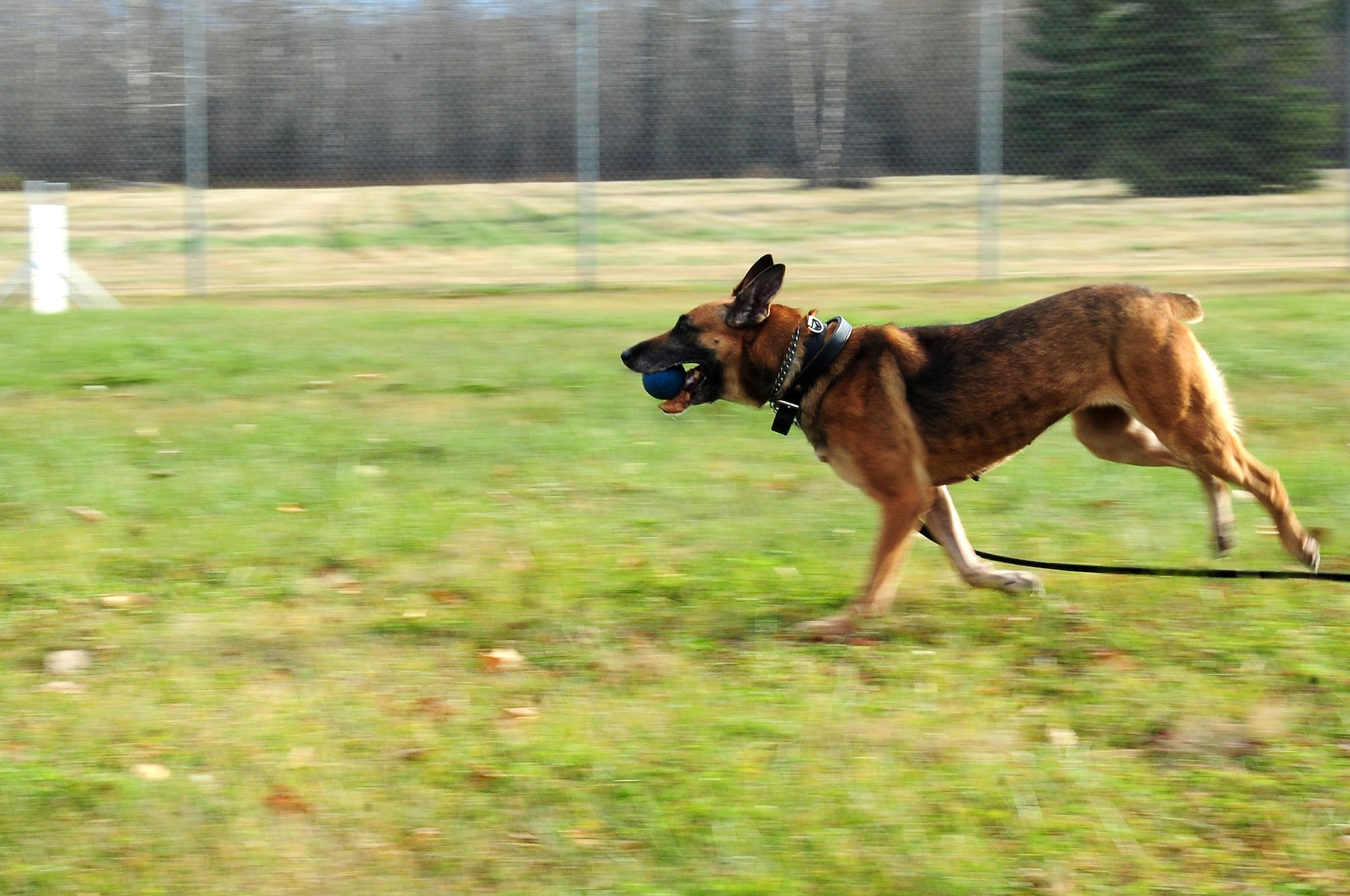 Azza, an 8-year-old Belgian Malinois military working dog, fetches a ball Oct. 4, 2012, Eielson Air Force Base, Alaska. Azza is assigned to the 354th Security Forces Squadron and recently returned from a deployment to Afghanistan. (U.S. Air Force photo/Airman 1st Class Zachary Perras)