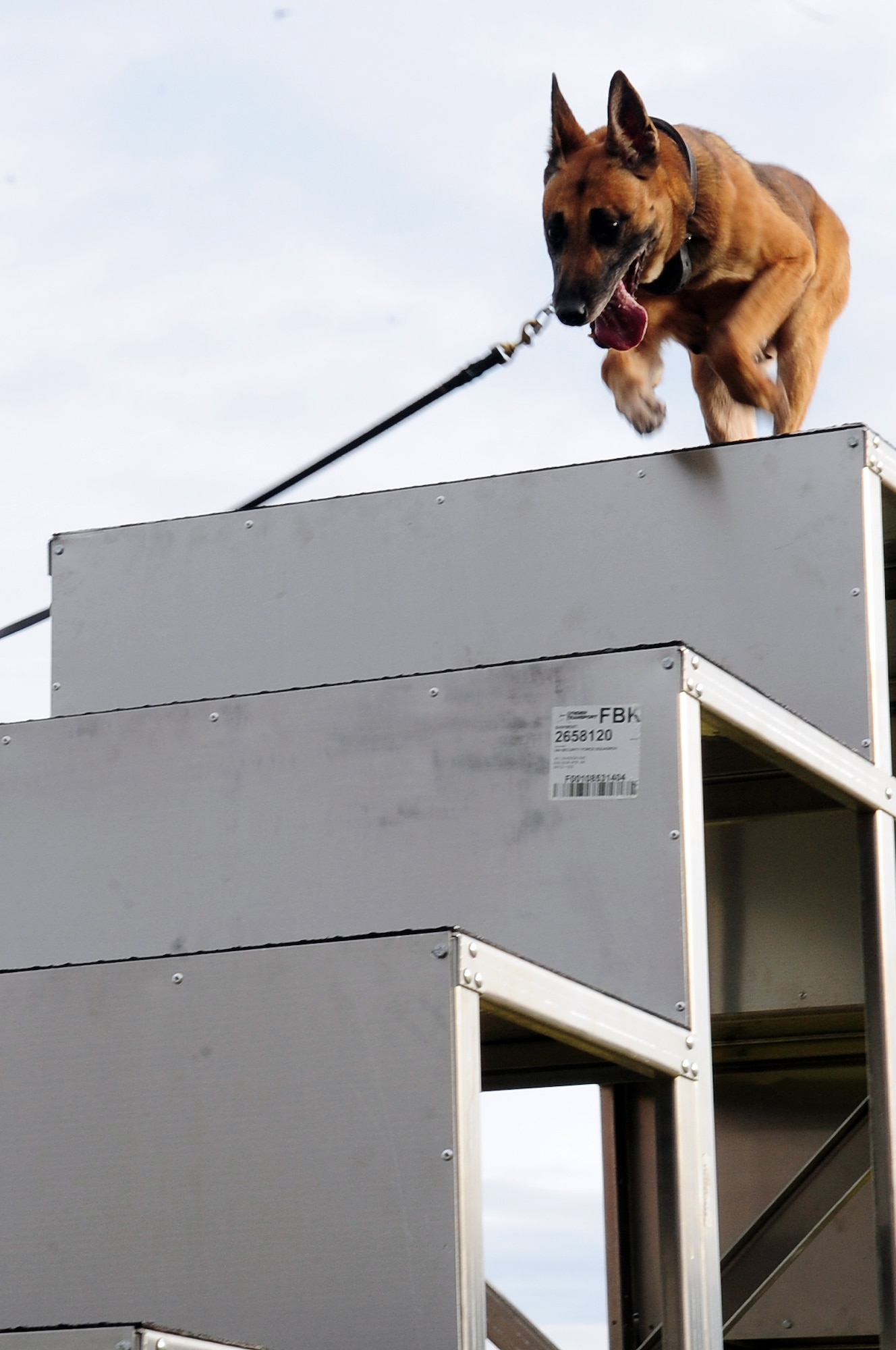 Azza, 354th Security Force Squadron military working dog, jumps down a pyramid as part of an obstacle course run Oct. 4, 2012, Eielson Air Force Base, Alaska. Azza, an 8-year-old Belgian Malinois, recently returned from a deployment to Afghanistan. (U.S. Air Force photo/Airman 1st Class Zachary Perras)