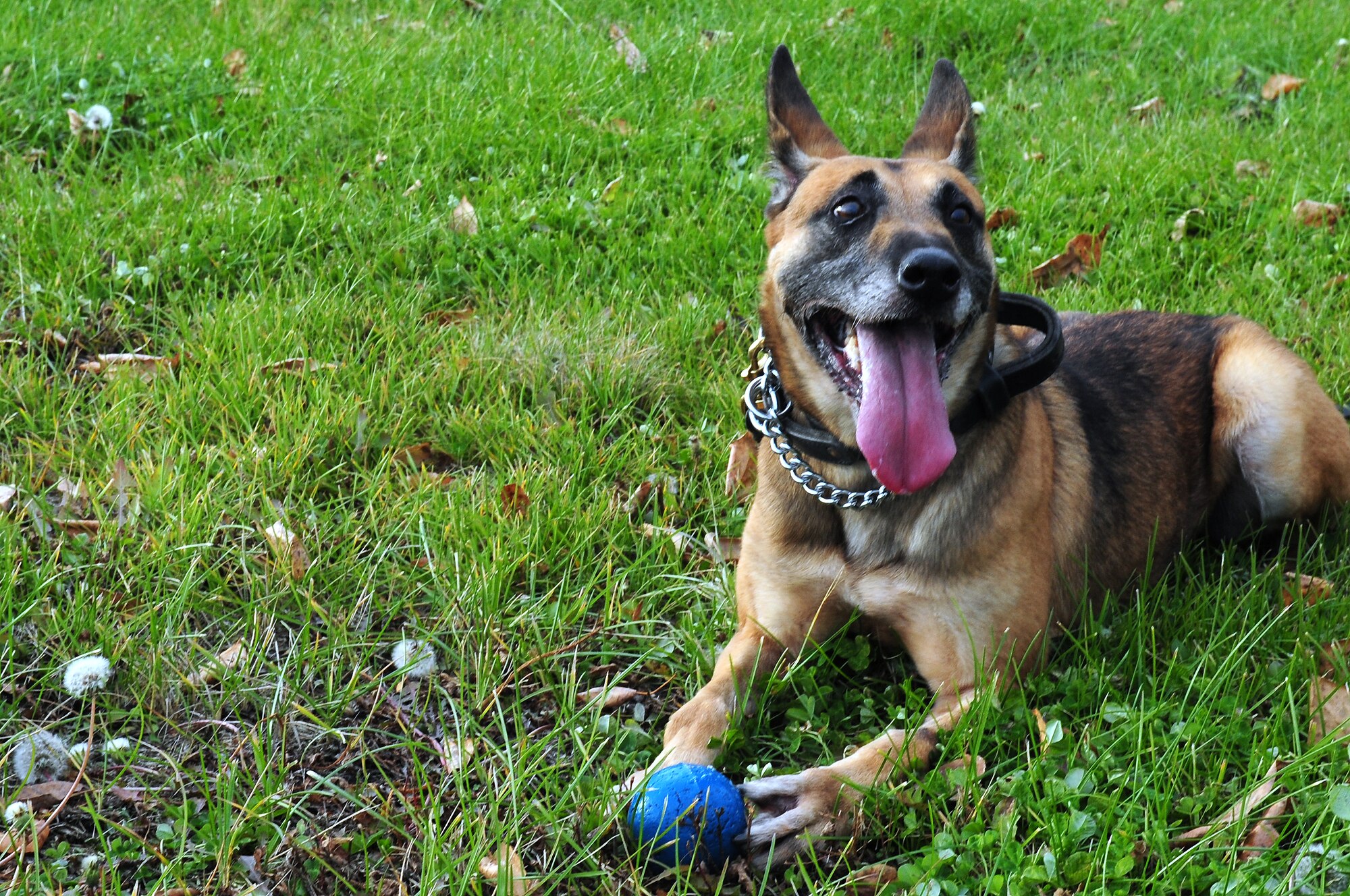 Azza, a military working dog assigned to the 354th Security Forces Squadron, rests after fetching a ball Oct. 4, 2012, Eielson Air Force Base, Alaska. Azza is an 8-year-old Belgian Malinois and recently returned from a deployment to Afghanistan. (U.S. Air Force photo/Airman 1st Class Zachary Perras)