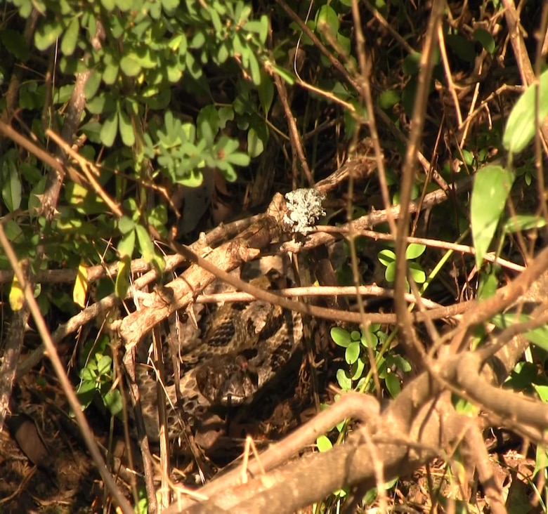 A 51 inch timber rattlesnake fitted with a transmitter, settles in a timber pile located at the Center Hill Lake saddle dam's major rehabilitation project Oct. 4, 2012. (USACE photo by Amy Redmond)