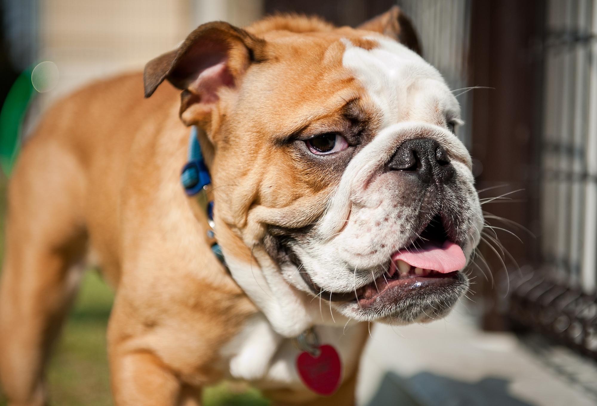 YOKOTA AIR BASE, Japan -- Bigs, an English Bulldog, enjoys a walk outdoors at the Yokota Pet Care Center Oct. 22, 2012, at Yokota Air Base, Japan. The center boards animals for Yokota members who are deployed, on temporary duty or families living in temporary lodging facilities. (U.S. Air Force photo by Airman 1st Class John D. Partlow)
