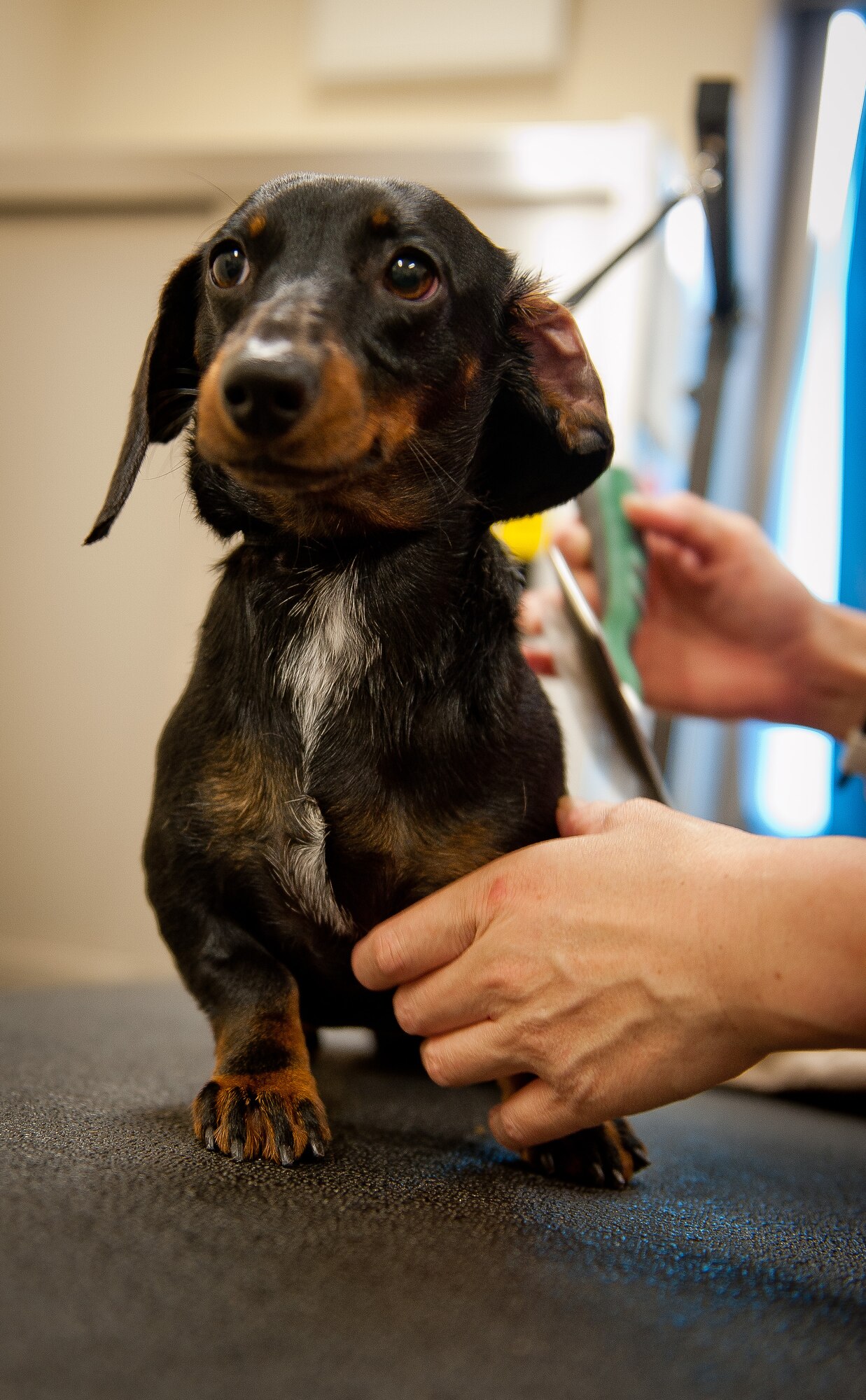 YOKOTA AIR BASE, Japan -- Coco, a Dachshund, is groomed at the Yokota Pet Care Center Oct. 22, 2012, at Yokota Air Base, Japan. The pet care center offers grooming for small-, medium- and large-sized dogs.
