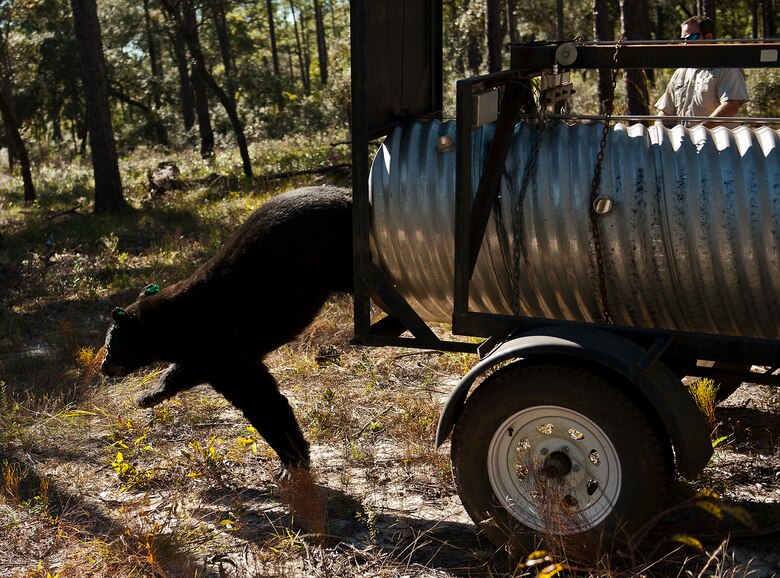 A black bear is released back into the wilds of Eglin Air Force Base’s range Oct. 23. The 325-pound bear was found along the Eglin property line near Fort Walton Beach, Fla. This wasn’t the first time the bear had to be relocated according to Florida Fish and Wildlife employees. This was the fourth bear relocation on Eglin this year.  (U.S. Air Force photo/Samuel King Jr.)
