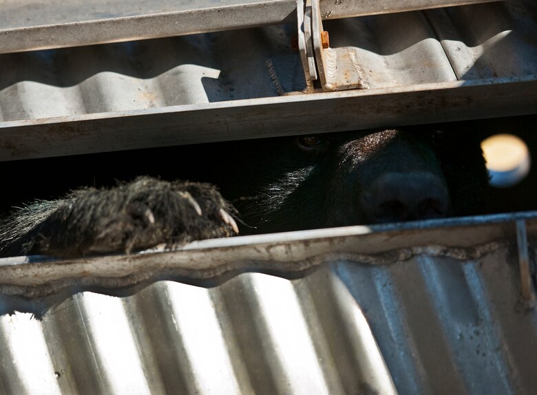 A black bear awaits his release back into the wilds of Eglin Air Force Base’s range Oct. 23. The 325-pound bear was found along the Eglin property line near Fort Walton Beach, Fla. This wasn’t the first time the bear had to be relocated according to Florida Fish and Wildlife employees. This was the fourth bear relocation on Eglin this year. (U.S. Air Force photo/Samuel King Jr.)