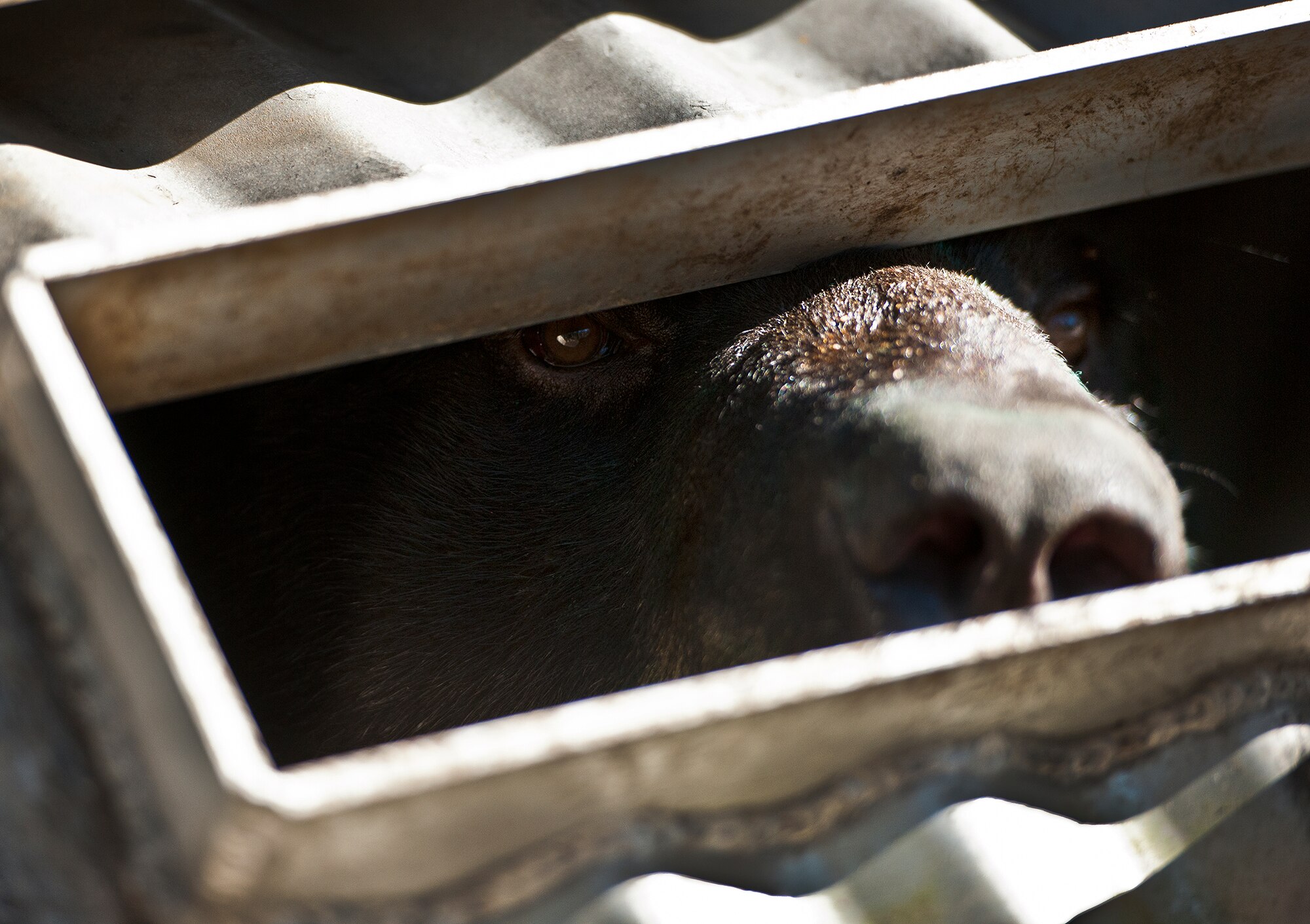 A black bear awaits his release back into the wilds of Eglin Air Force Base’s range Oct. 23. The 325-pound bear was found along the Eglin property line near Fort Walton Beach, Fla. This wasn’t the first time the bear had to be relocated according to Florida Fish and Wildlife employees. This was the fourth bear relocation on Eglin this year. (U.S. Air Force photo/Samuel King Jr.)
