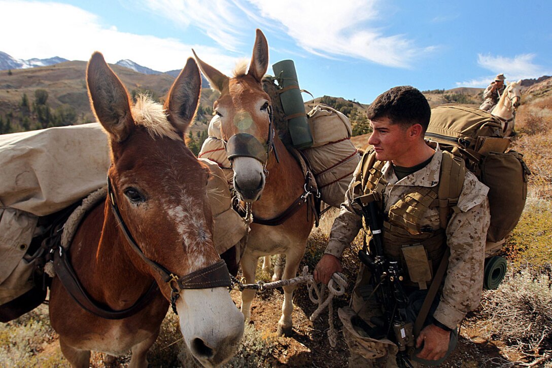 Lance Cpl. Tyler Langford, anti-tank missileman, 3rd Battalion, 3rd Marine Regiment, leads his pack mule during a hike at Marine Corps Mountain Warfare Training Center Bridgeport, Calif., Oct. 13, 2012. 