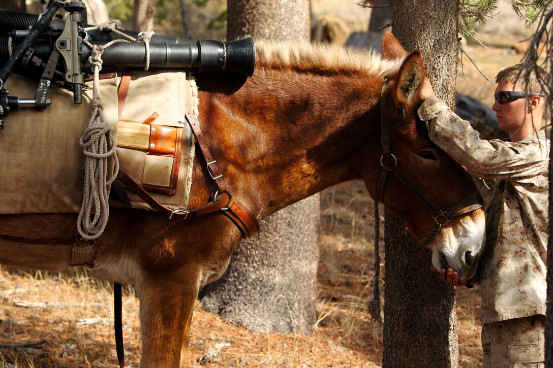 Lance Cpl. John Shaffer, TOW gunner, 3rd Battalion, 3rd Marine Regiment, tends to his pack mule at the Canary Training Ground at Marine Corps Mountain Warfare Training Center Bridgeport, Calif., Oct. 13, 2012. 