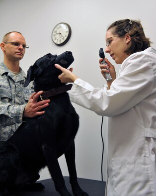 Tech. Sgt. Robert Van Hulle, 509th Security Forces Squadron kennel master, holds Avery, 509th SFS military working dog, while Dr. Joanna Kuecker, U.S. Army Public Health Command District-Carson veterinarian, does an initial exam Oct. 19 at Whiteman Air Force Base, Mo. The primary of the veterinarian clinic is to assist in the healthcare and well-being of the military working dogs. Avery arrived here Oct. 18 from Lackland Air Force Base, Texas, where he received his basic training. (U.S. Air Force photo/Heidi Hunt) (Released)
