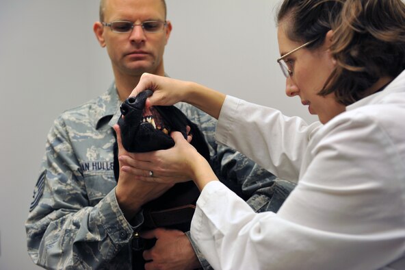 Tech. Sgt. Robert Van Hulle, 509th Security Forces Squadron kennel master, holds Avery, 509th SFS military working dog, as Dr. Joanna Kuecker, U.S. Army Public Health Command District-Carson veterinarian, does an initial exam Oct. 19 at Whiteman Air Force Base, Mo. The Vet Clinic is designed to meet the needs of the military working dogs and military families. (U.S. Air Force photo/Heidi Hunt) (Released)