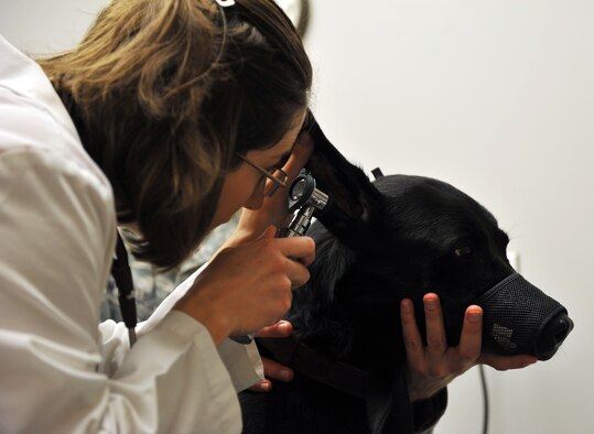Dr. Joanna Kuecker, U.S. Army Public Health Command District-Carson, exams Avery’s ear,  at the Veterinarian Clinic Oct. 19, at Whiteman Air Force Base, Mo. The vet plays an important role in Whiteman’s mission when it comes to healthcare of MWD dogs. Avery is assigned to the 509th Security Forces Squadron K-9 unit. (U.S. Air Force photo/Heidi Hunt) (Released)