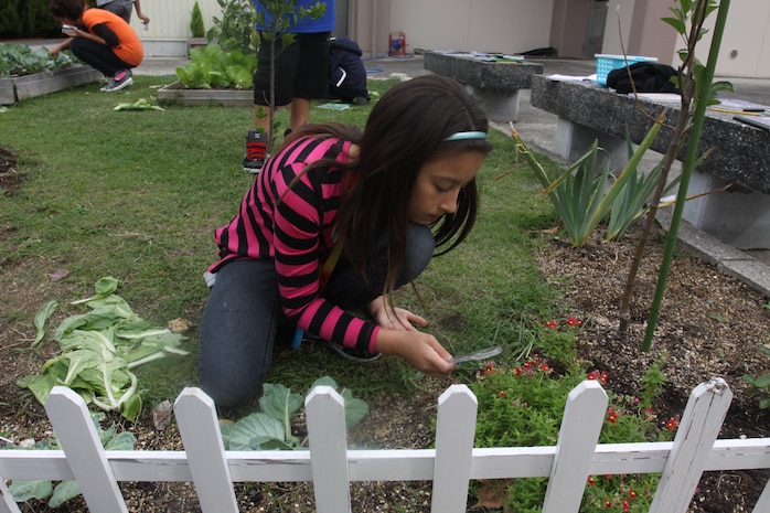 Leilani Duncan, a Matthew C. Perry Elementary School 5th grade student, looks for eggs, larva and caterpillars at the station Community Garden Oct. 18, 2012. Since the beginning of the Community Garden, students are not the only ones who have began to help with the garden, other teachers and parents have also taken an interest in helping to make the garden a success. The Community Garden, has already won an award recognizing them as one of only ten schools to win the "How Do You Green Your School?" contest by Nicklodeon and the National Wildlife Federation.