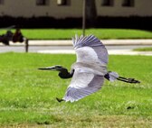 A Great Blue Heron flies over the parade field at March Air Reserve Base. The majestic avian visits various fields on base in search of food, which consists of small mammals and insects. (U.S. Air Force photo by Linda Welz)