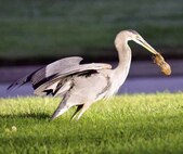 A Great Blue Heron holds a rodent it just caught near the parade field at March Air Reserve Base, Calif., Oct. 16, 2012. The Heron hunts daily at various locations on base and has been dubbed “Hap” by the commander and “Clyde” by financial management personnel. (U.S. Air Force photo by Linda Welz)