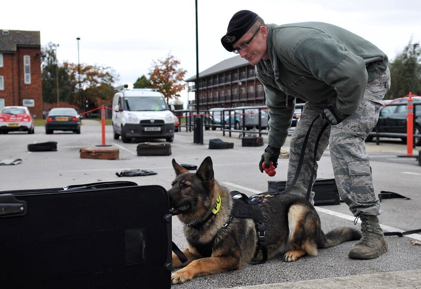 Military Working Dog Gina signals her handler, Senior Airman Steven Culver, of the presence of an illegal substance Oct. 26, 2012 during the military working dog demonstration at the Base Exchange parking lot on RAF Mildenhall, England. The Expo also featured information booths from the base’s anti-terrorism, information assurance and operations security offices. (U.S. Air Force photo by Senior Airman Jerilyn Quintanilla/Released)