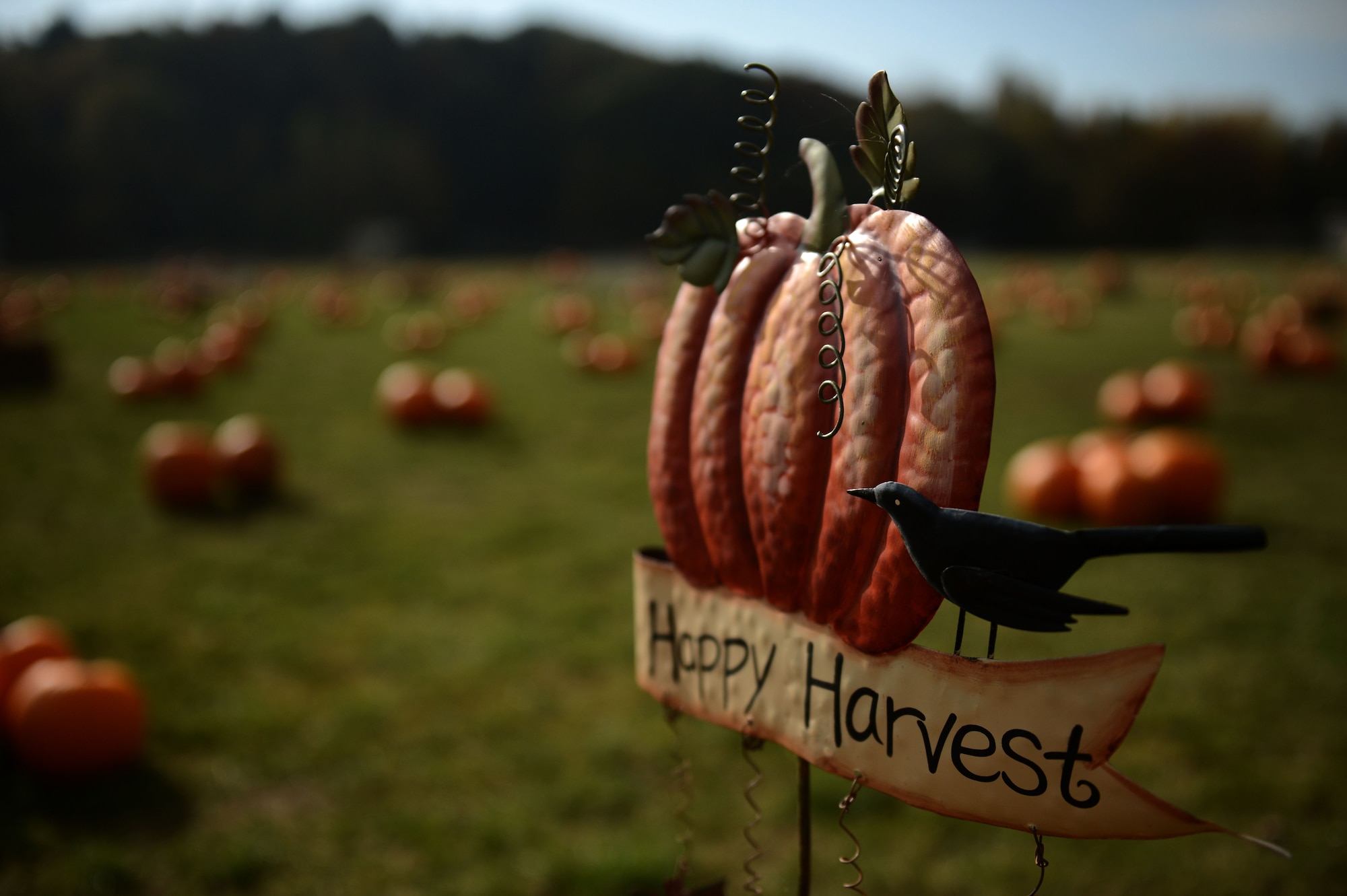 SPANGDAHLEM AIR BASE, Germany – A sign sits in a field of pumpkins near the child development center during a pumpkin patch event Oct. 25, 2012.  Children enrolled in the 52nd Force Support Squadron Airman and Family Services Flight could come to this event and pick out a pumpkin of their choice to take home for free. (U.S. Air Force photo by Airman 1st Class Gustavo Castillo/Released)