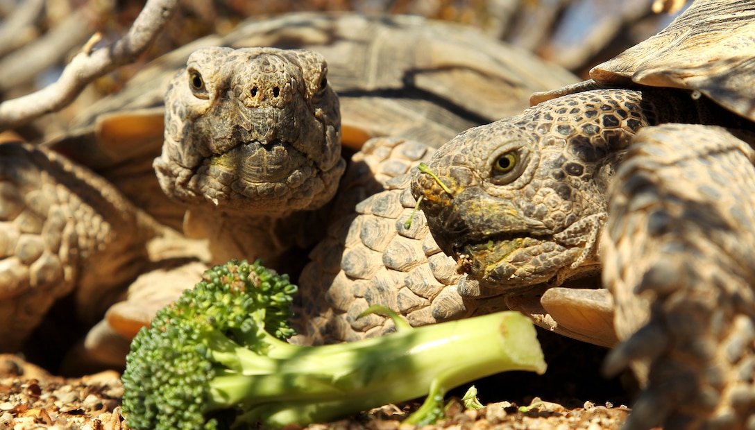 The desert tortoise is one of many animals that call the Combat Center home. They are also the only species aboard the installation listed as threatened under the Endangered Species Act.The Tortoise Research and Captive Rearing Site helps bolster the local population of the desert tortoise with head starting. Head starting involves bringing in pregnant tortoises, allowing them to lay their eggs in the facility and then safe guarding the hatchlings until they are large enough to fend off predation and can better withstand the harsh desert elements. If the population of the desert tortoise declines, the species could become listed as endangered. This could compromise Marines’ ability to train aboard the Combat Center. TRACRS contains their head starting site to one part of the base, helping to keep the population out of training areas. The implementation of programs such as TRACRS is the Combat Center’s way of protecting and growing the population of the threatened species which in turn allows the Marine Corps to continue training operations aboard its premier pre-deployment training facility.