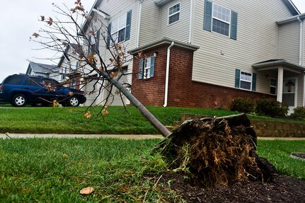 A tree was uprooted in base housing Oct. 30, 2012, on Dover Air Force Base, Del., as a result of the high wind and heavy rainfall from Superstorm Sandy. (U.S. Air Force photo by Master Sgt. Jeanette Spain)