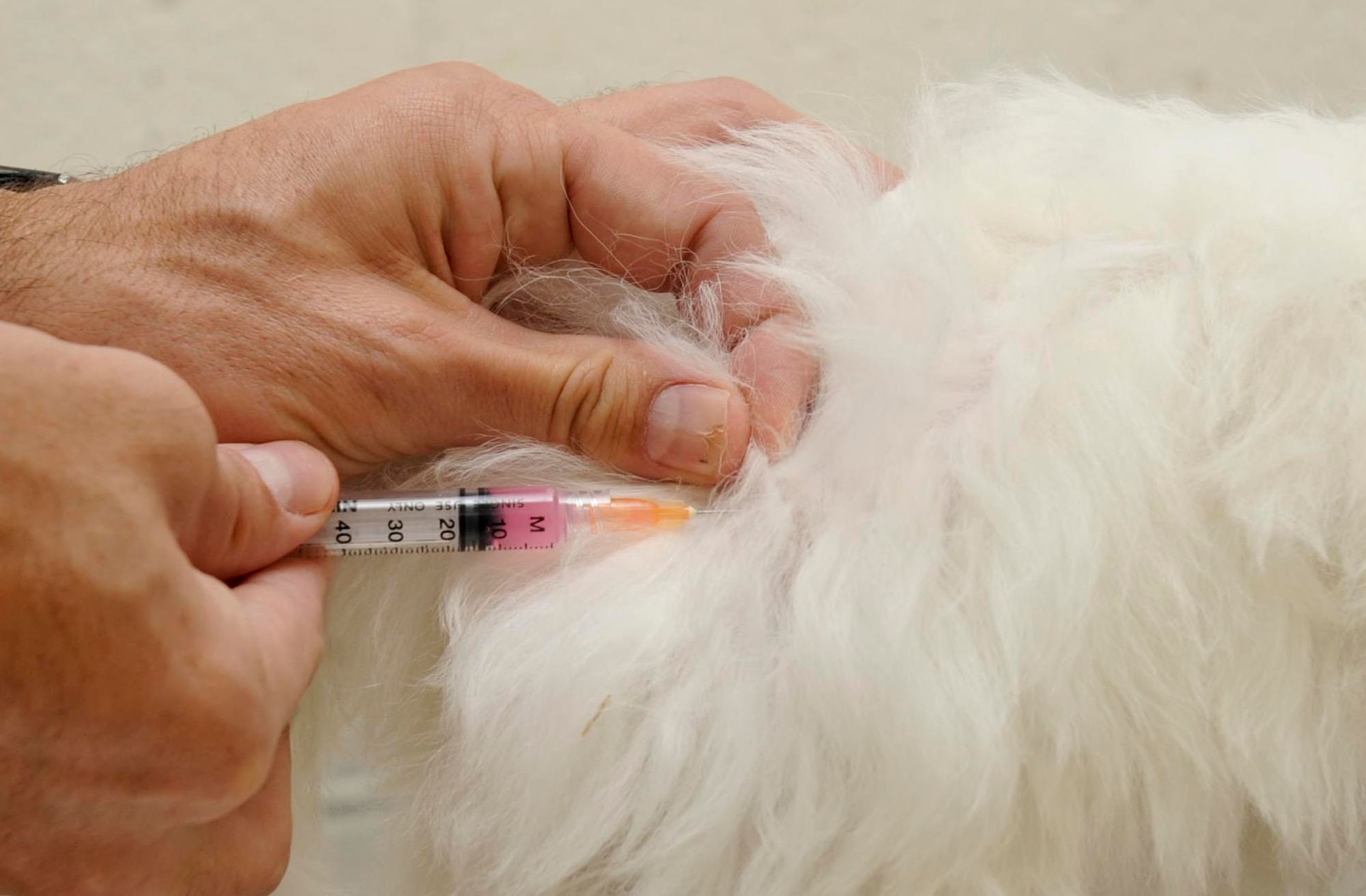 Dr. Adam Wiechmann, Ellsworth veterinarian, administers a rabies shot to Matilda, a three - month old Maltese, in the vet clinic at Ellsworth Air Force Base, S.D., Oct. 23, 2012. Airmen with pets must keep their pets’ immunizations and health records up to date, especially if they are moving to another base, due to differing pet health regulations from region to region. (U.S. Air Force photo by Airman 1st Class Anania Tekurio/Released)