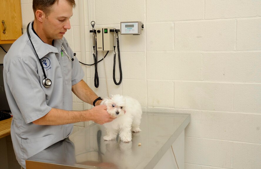 Dr. Adam Wiechmann, Ellsworth veterinarian, performs a standard health checkup on Matilda, a three - month old Maltese, at the vet clinic at Ellsworth Air Force Base, S.D., Oct. 23, 2012. Pet owners are encouraged to bring their pets to the vet clinic for standard health checkups and evaluations, especially while their pets are young, to prevent the onset and spread of diseases among domesticated animals. For further information, contact the Ellsworth Veterinary Clinic at 605-385-1589. (U.S. Air Force photo by Airman 1st Class Anania Tekurio/Released)