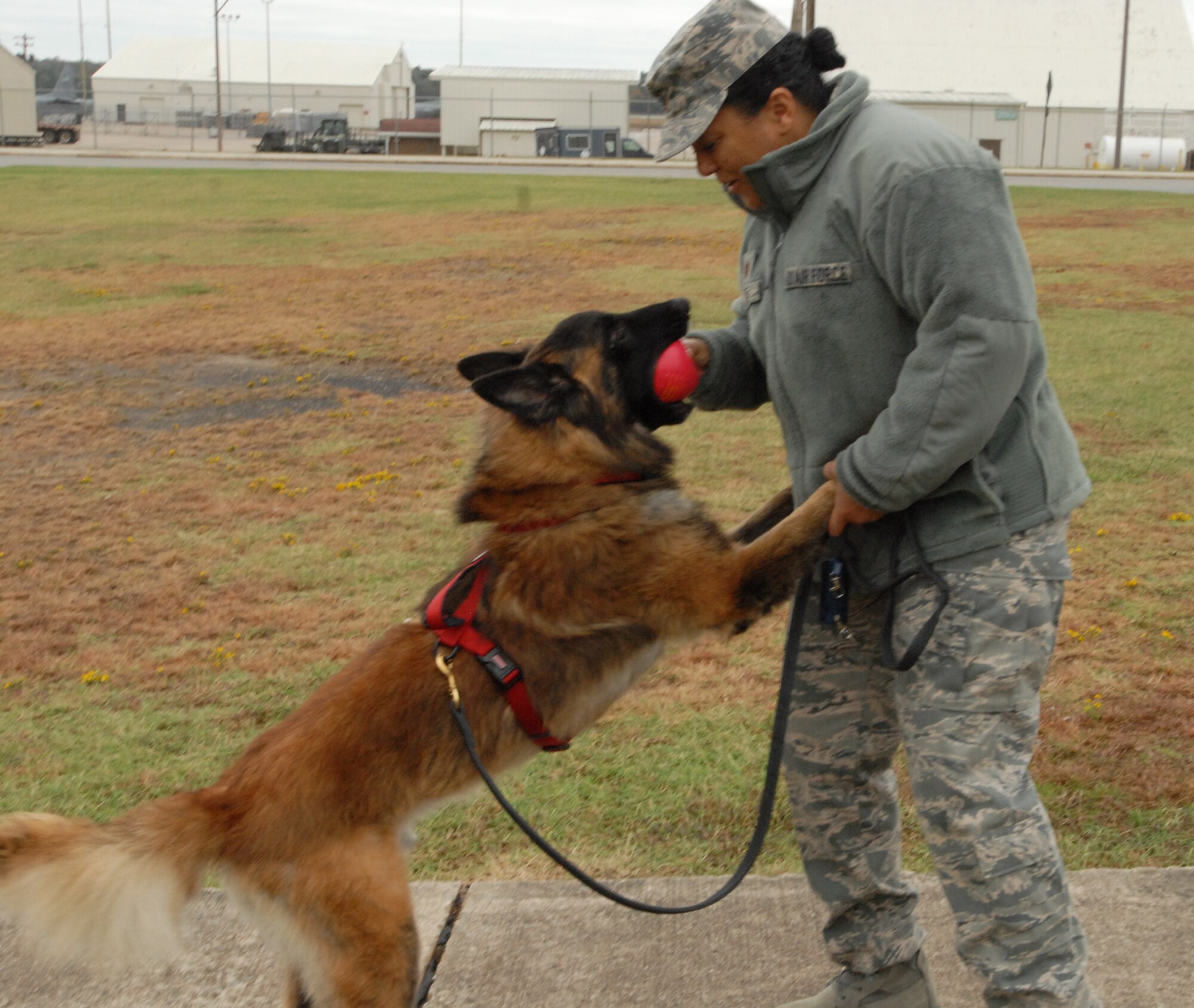 Maj. Maria Moss, 19th Component Maintenance Squadron commander, plays with her newly adopted military working dog, Mishka, Oct. 26, 2012, at Little Rock Air Force Base, Ark. Moss adopted Mishka through the MWD adoption program at Lackland Air Force Base, Texas. (U.S. Air Force photo by Staff Sgt. Jacob Barreiro)
