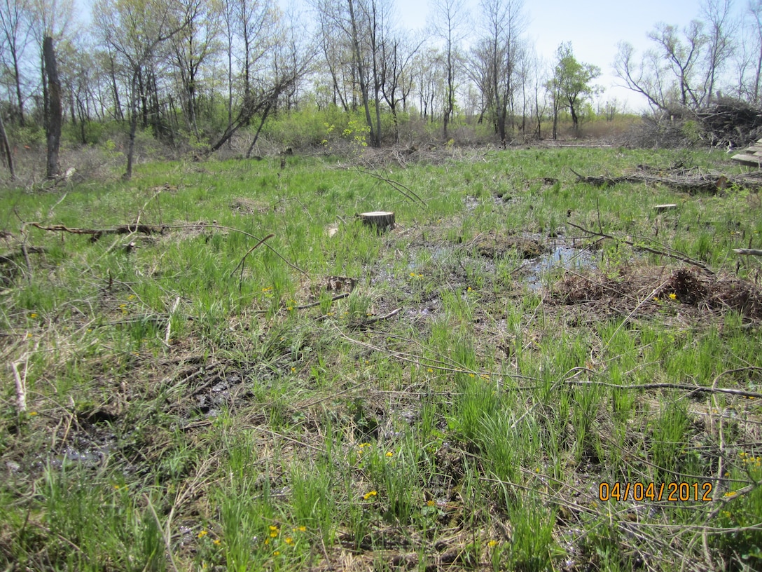 Newly Emerging Sedges (Carex spp.) and Marsh Marigold in the Spring within recently tree-cleared areas