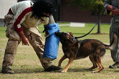 Senior Airman Luis Diaz Garcia, 628th Security Forces Squadron K-9 handler, is being bitten by military working dog Hulk during a drug-detection demonstration for Red Ribbon Week Oct. 30, 2012, at Hunley Park Elementary School, North Charleston, S.C. This year’s Red Ribbon Week them is "The Best Me Is Drug Free." The campaign began after the 1985 murder of Federal Drug Enforcement Administration Agent, Enrique Camarena, while he was investigating Mexican drug traffickers. Red Ribbon Week allows educators, parents, community groups, students and others to focus on the work being done by the many who have pledged to live drug free. (U.S. Air Force photo/ Airman 1st Class Chacarra Walker) 