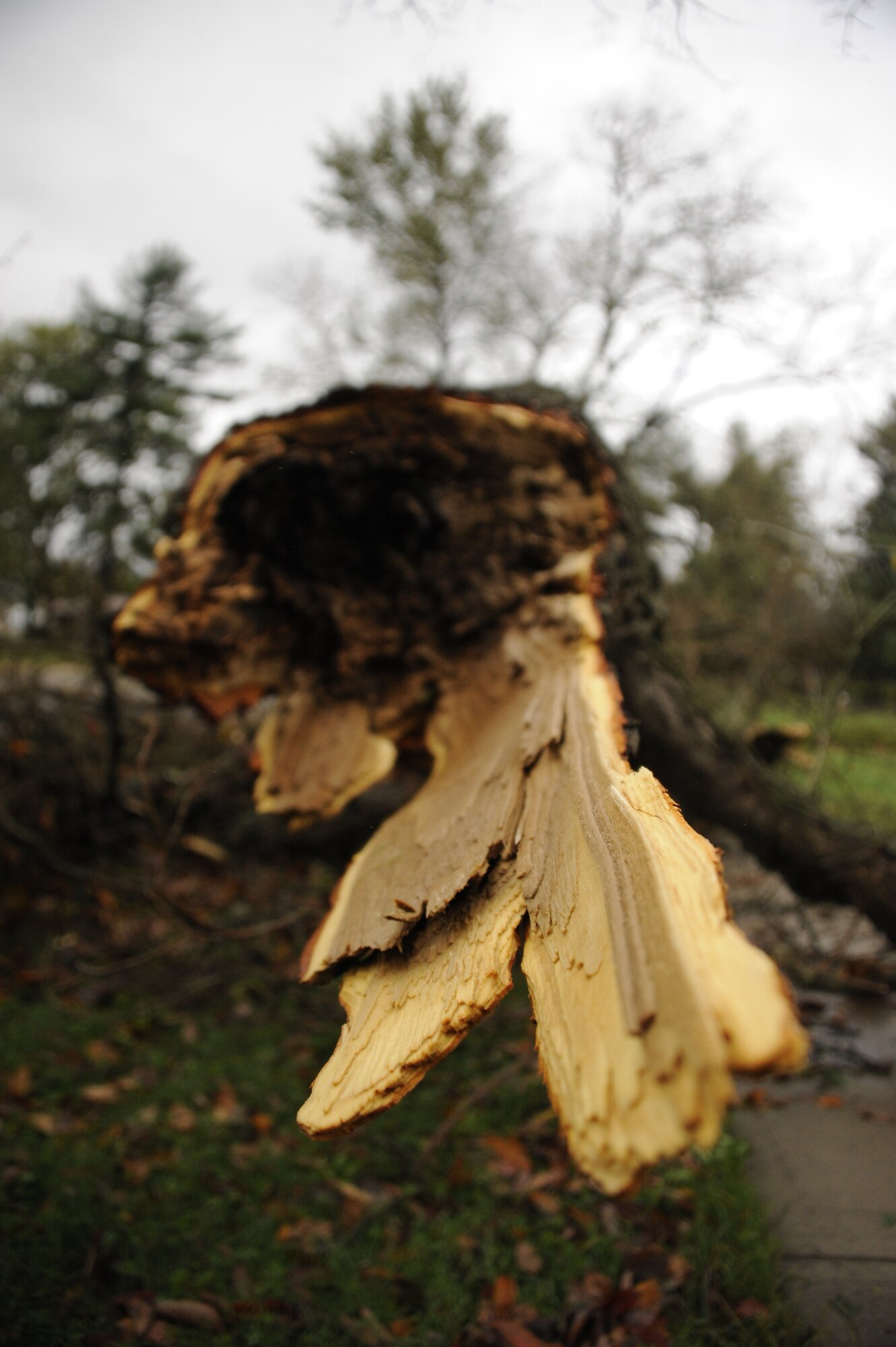 JOINT BASE MCGUIRE-DIX-LAKEHURST, N.J. -- A tree is cracked in half and uprooted after powerful wind and rain from Hurricane Sandy swirled through Joint Base McGuire-Dix-Lakehurst Oct. 29, 2012. Sandy caused power outages in base housing areas and unit facilities. (U.S. Air Force photo by Airman 1st Class Ryan Throneberry/Released) 