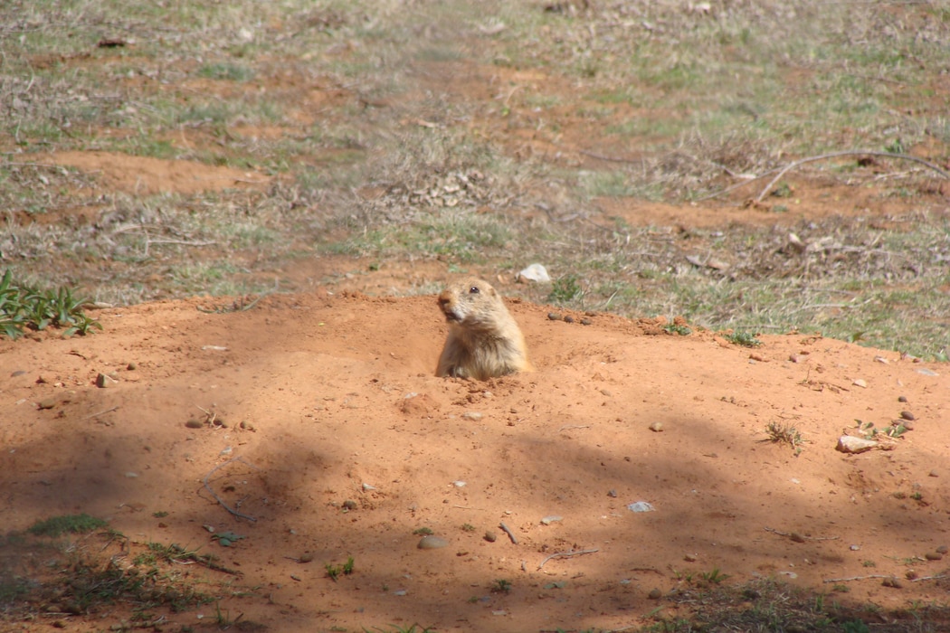 Canton Lake Prairie Dog