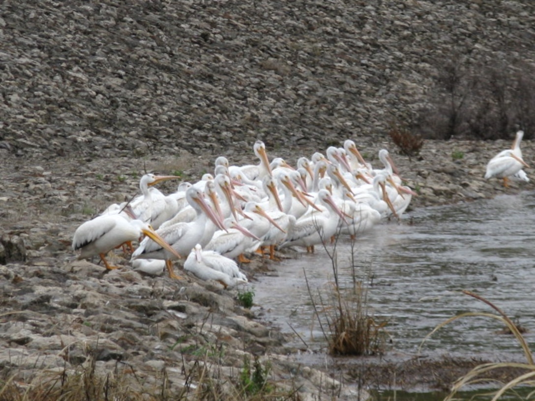 Pelicans at Great Salt Plains