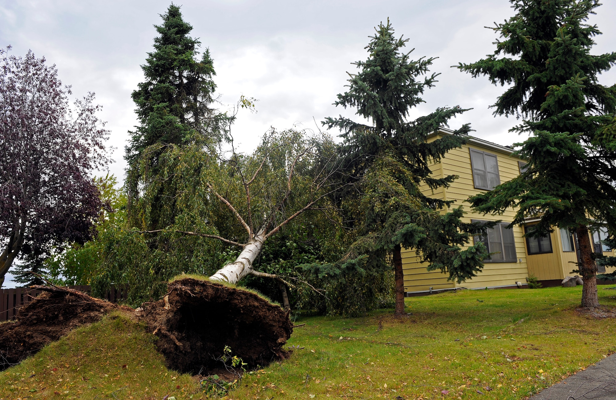 An uprooted tree just misses a home after an arctic storm caused widespread damage as well as power and water outages on Joint Base Elmendorf-Richardson, Alaska, Sept. 4 and 5. The storm, which blew up from the Bering Sea, brought wind gusts up to 100 mph according to the National Weather Service. (U.S. Air Force photo/Tech. Sgt. Brian Ferguson)