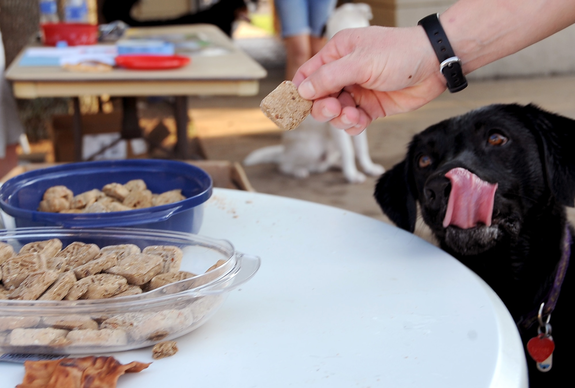A dog patiently waits for a treat at the North Pool on Barksdale Air Force Base, La., Sept. 4. The North Pool remained open for an additional day for more than 100 dogs and their families to enjoy a swim. Dog-friendly goodie bags were given to each family and raffles were held for leather collars embroidered with the Air Force symbol and grooming gift certificates. (U.S. Air Force photo/Staff Sgt. Amber Ashcraft)(RELEASED)