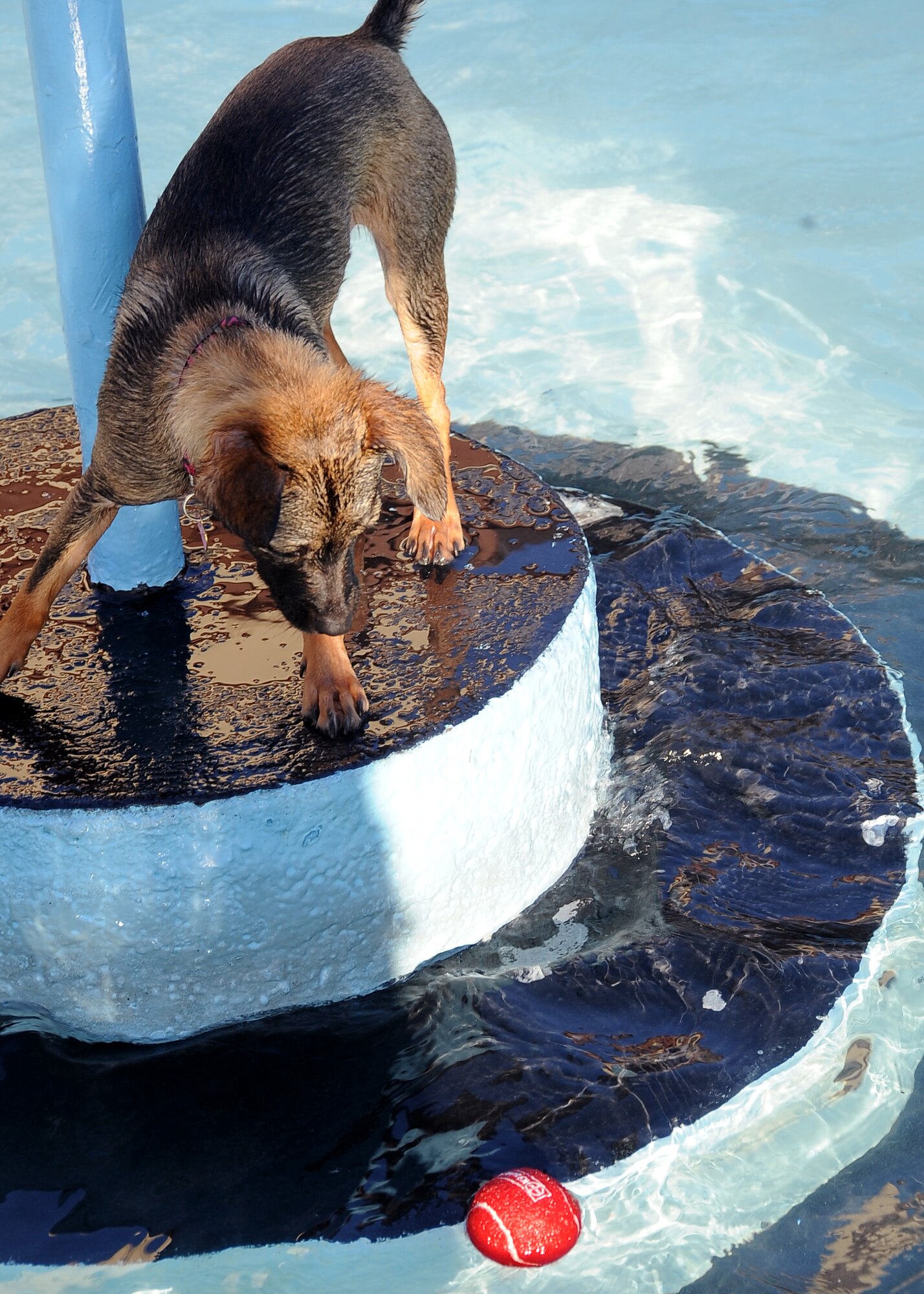 A dog, escaping the water, watches as a ball floats by at the North Pool on Barksdale Air Force Base, La., Sept. 4. The dog-friendly swim event has been held at least five years in a row to celebrate the last day of summer. The number of dogs more than tripled from last year, with 115 dogs enjoying this year's celebration of the end of summer. (U.S. Air Force photo/Staff Sgt. Amber Ashcraft)(RELEASED)
